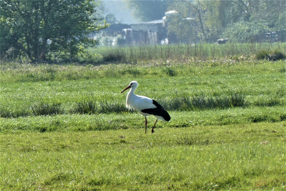 Struinen door de natuur van zonneweide De Blauwe Poort